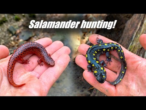 Salamanderjagd im frühen Frühling! – Atemberaubende Rotsalamander, Jeffriesen, Gefleckte Salamand...