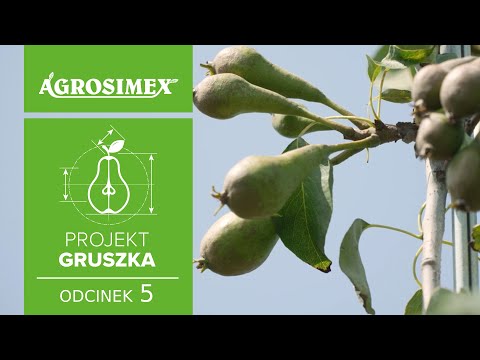 Projekt Gruszka odc. 5 - Sposób na sukces w uprawie grusz  | Agrosimex