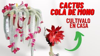 Cuidados y Reproduccion Del Cactus Cola De Mono (Cleistocactus colademononis) #cactus