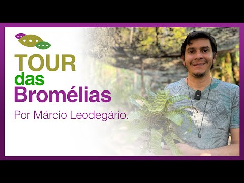 Bromeliad Tour at MBORAYHU Botanical Garden (with Márcio Leodegário)