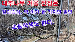 대추나무 겨울 전정은 결과 습성, 딱 이거 한 가지만 알면 초등학생도 한다.(과수 전정, 과일나무 겨울전정,…