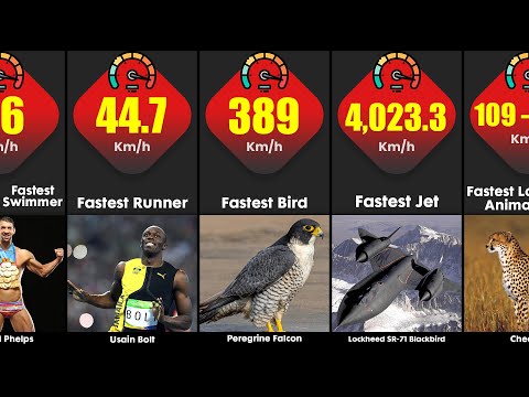 Fastest Things In The World