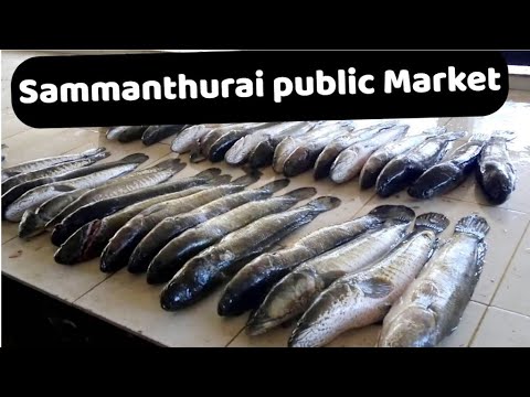 Sammanthurai Public Market | சம்மாந்துறை பொதுச் சந்தை | Sri Lanka