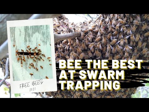 FREE BEES!!! Best tips for Swarm Trapping! | Using a Nucleus Hive for Swarm trapping in 2021