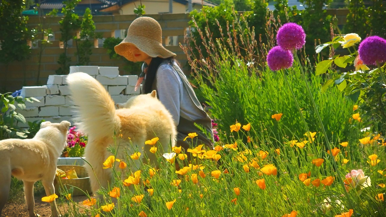 #123. 당신의 4월 봄정원은 준비가 되었나요? 저의 정원은 준비가 되었다고 새싹들이 말해주네요🌱ㅣ장미 심기ㅣ마가렛 삽목ㅣ피라칸타 전지ㅣ금영화 심기