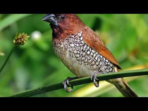 Munia is staying with her babies at our home
