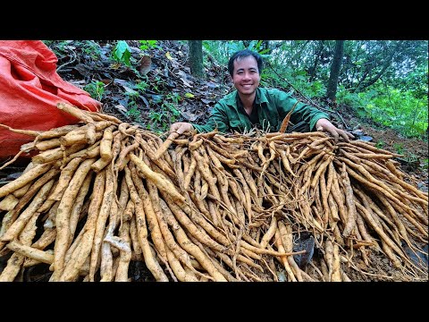 Directly harvesting precious herbs in the forest and selling them at a high price