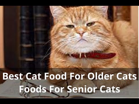 Best Cat Food For Older Cats Top Wet and Dry Foods for Seniors