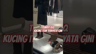 Download lagu Emang ngapa sih ga boleh ? #cat #funny mp3