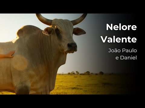 Nelore Valente - João Paulo e Daniel