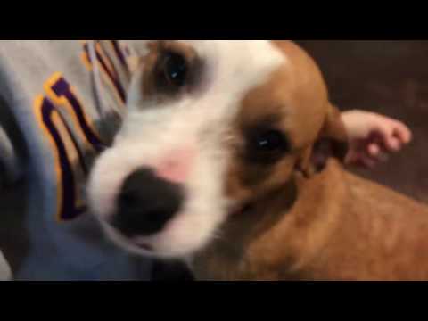 Dog For Adoption Olivia A Jack Russell Terrier Pit Bull