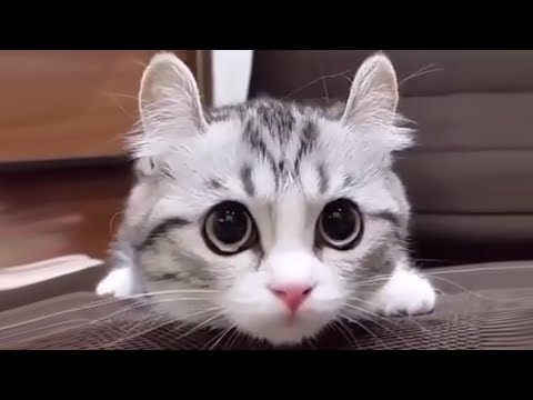Winners Of The Cutest Cat Contest | Funny & Adorable Compilation