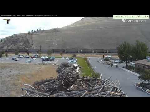 Hellgate Ospreys Sept 7 morning fish delivery 1
