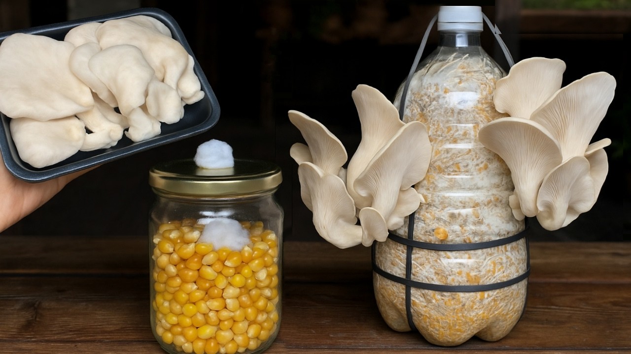 How to Grow Mushrooms at Home Starting from Store Bought Mushrooms Part 1