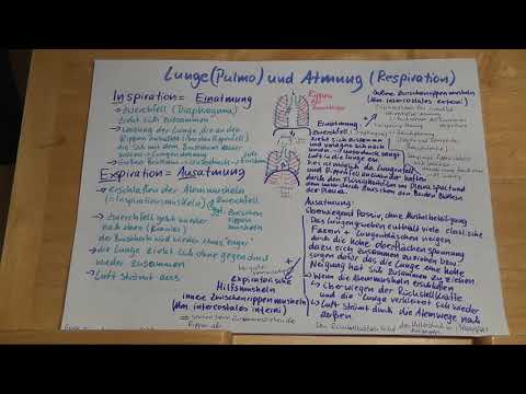 Teil3: PRÜFUNGSWISSEN: Lunge & Atmung erklärt - Atemmechanik, Respiration für Rettungsdienst