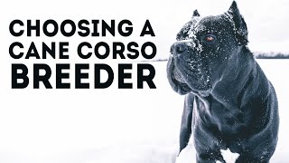 How To Choose a Cane Corso Breeder