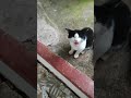 Tuxedo Cat Meowing