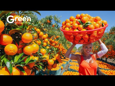 Orange Farming - Orange Harvesting & Orange Juice Making Process in Factory🍊| Agriculture Technology