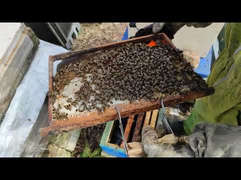 Как перезимовал летний бродячий рой. Начало старта новый сезон.