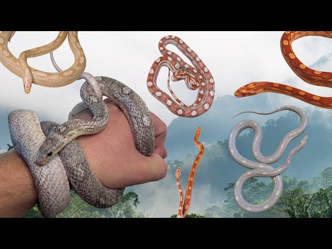 Motley Corn Snake Collection
