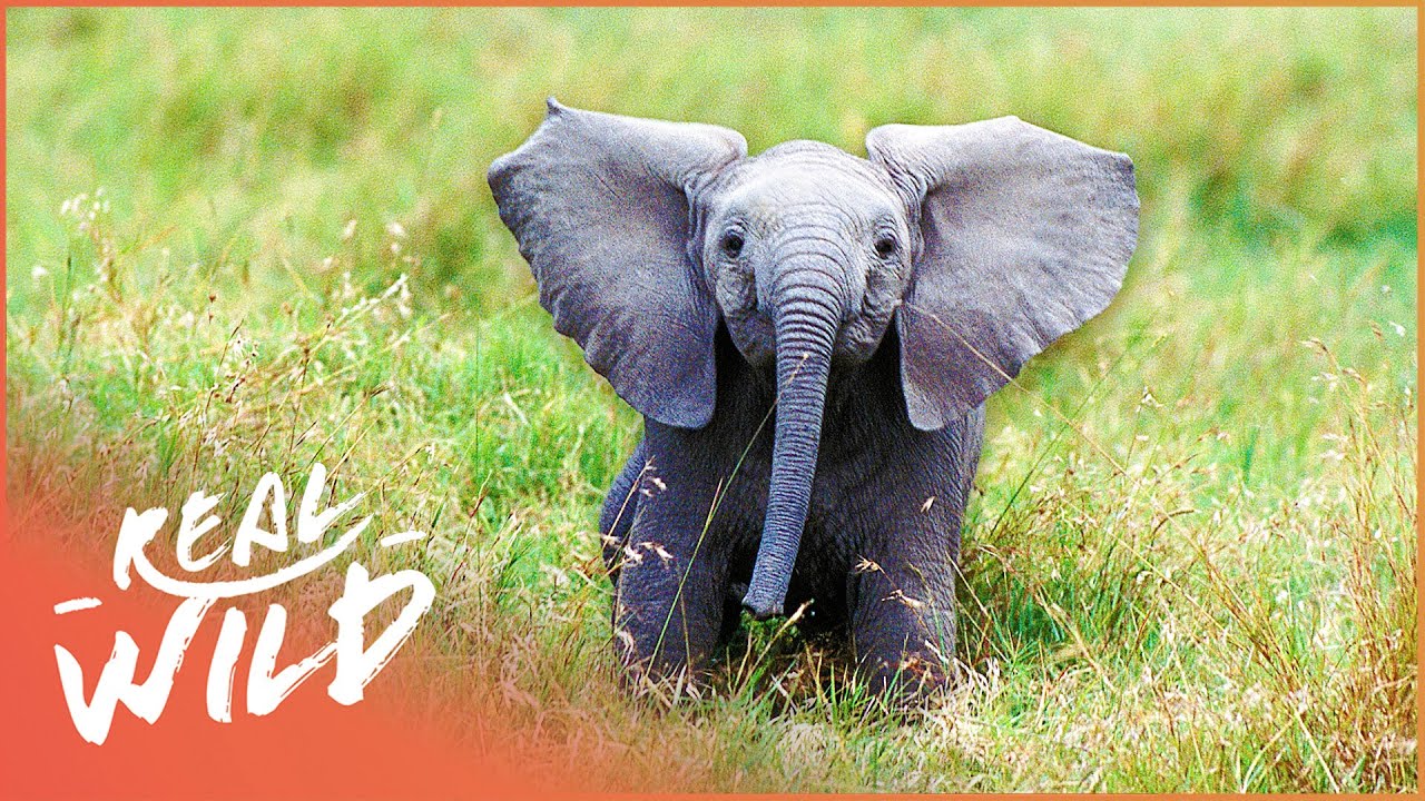 Elephant Orphanage Saves The Lives Of Vulnerable Baby Elephants | Back to the Wild | Real Wild