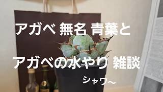 アガベ 雑談  with 無名 青葉 実生 水やり① シャワー　ラジオ　ポッドキャスト