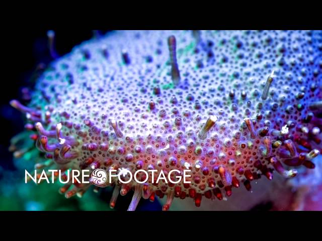 Coral Reef Time-Lapse