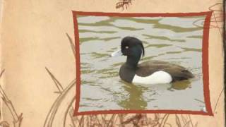 preview picture of video 'Bird Watching & wildlife tours by Destination Management Toursgallery'