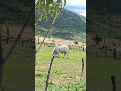 Fazenda de Júnior Vianna em Iracema, Ceará em Março 2026