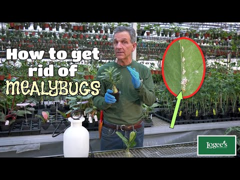 How to Get Rid of Mealybugs - Part 1 of Logee's "Pest Prevention" Series