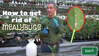 How to Get Rid of Mealybugs - Part 1 of Logee