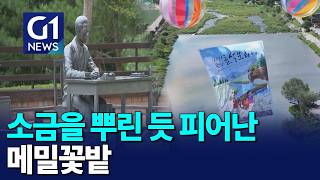 [G1뉴스]메밀꽃 절정.. 평창 효석문화제 개막