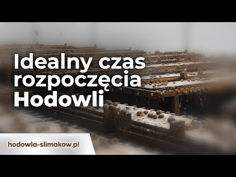 Kiedy rozpocząć Hodowlę Ślimaka?
