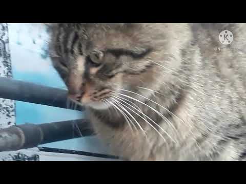 street cats-wild cats- where do stray cats sleep ? /traveler nature life/activity