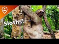 Mayan Eden Eco Park - Roatan, Honduras Excursion Review!