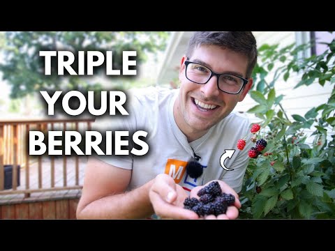 Game Changing Tip to Grow SUPERNATURAL Blackberries!