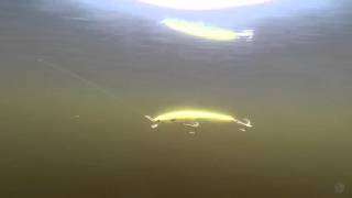 Воблер daiwa shore line shiner r50 plus ssr f-g