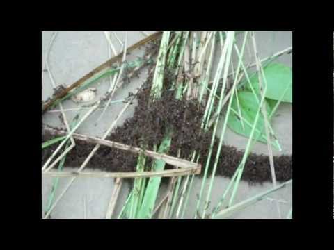 RAPHA BOUNDZEKI - MAZANDOU MÔ