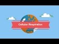 Cellular respiration steps