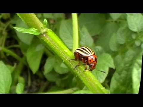 Pirbio koncentrátum rovarok és kártevők ellen