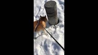 柴犬コテツの日常 大雪編 #5