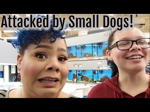 DAILY VLOG - TRAVEL VLOG - Hunting for PETS!