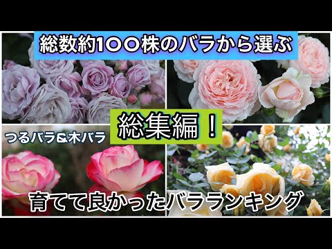 最も香りのよいバラの品種トップ 5: 歴史、栽培、維持管理  庭園