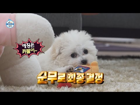 [나 혼자 산다 선공개] 이 하얀 천사는 누구인가요?🐶 전현무의 효도 프로젝트 2탄, 생후 70일 된 순무 등장🐾, MBC 260612 방송