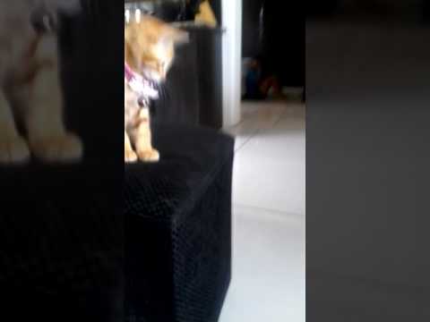 My Cat dancing to hard style