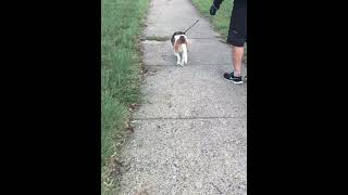Bagel and Bea the Beagle go for a wal together