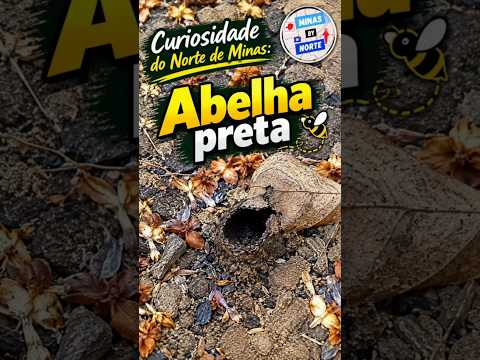 #Shorts #AbelhaPreta #Abelhas #Curiosidades #Natureza #MinasGerais #NorteDeMinas #Januaria