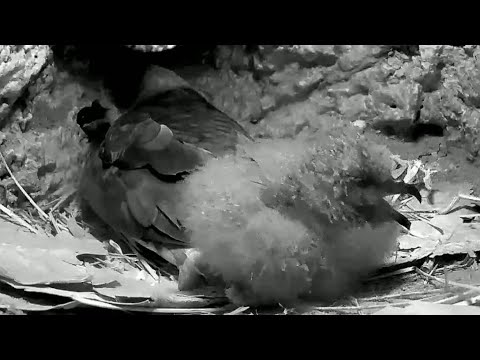 Bermuda Cahow | New born baby Bermuda Cahow exploring the nest | 27.02.2022