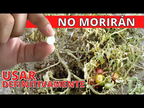 , title : 'USE PLÁNTULAS PARA QUE NO MUERAN #tomate #berenjena #pimientos #pepinos'