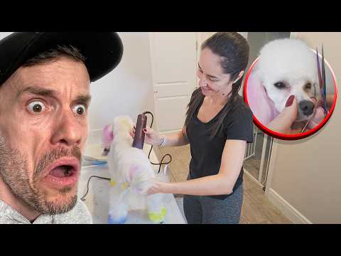 BANHO E TOSA EM CASA - Família Brancoala